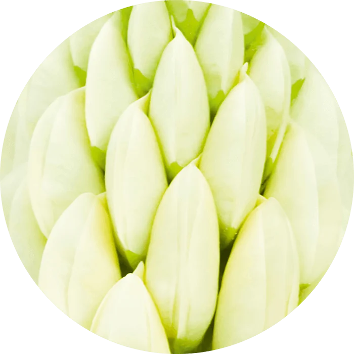 Natucollagen Boost Pflegeserie